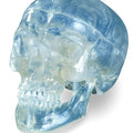 3-Part Skull, Transparent, Life-Size
