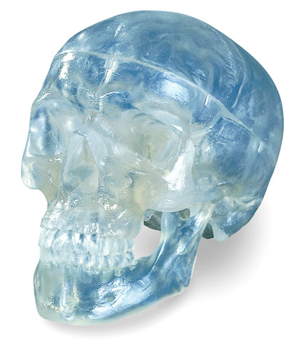 3-Part Skull, Transparent, Life-Size