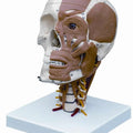 Half Muscled Skull on Muscled Cervical Vertebrae