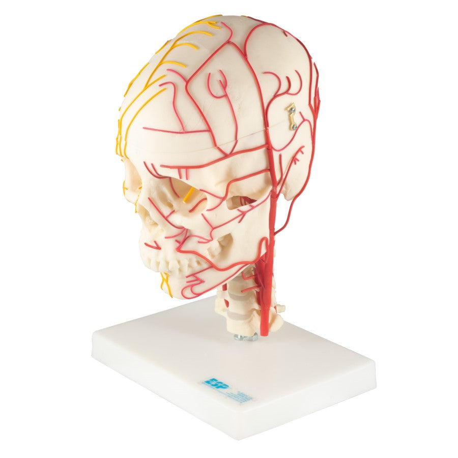 Neuro-Vascular Skull