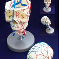 Vascular Skull
