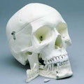 Skull 4-Part Special