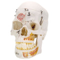 Skull 10 Part Special