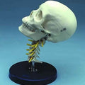Cervical Skull Painted