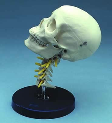 Cervical Skull Painted