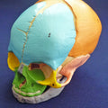 Didactic Foetal Skull