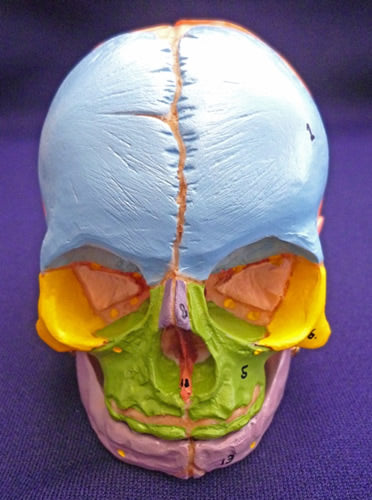 Didactic Foetal Skull with Cranial Nerve Exits