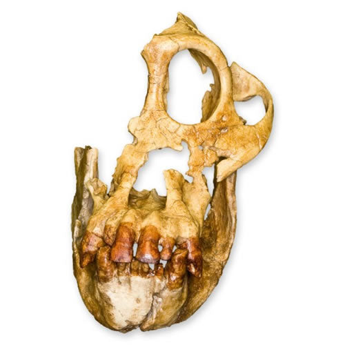 Sivapithecus
