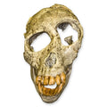 Proconsul