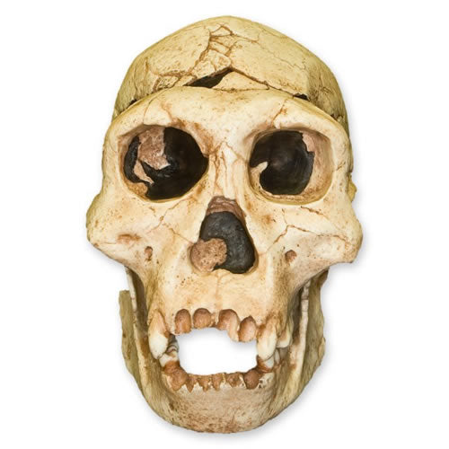 Dmanisi H. Erectus