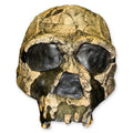 KNM ER 3733, Homo ergaster