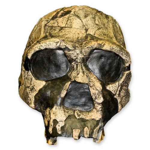 KNM ER 3733, Homo ergaster