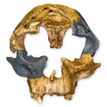 H. Antecessor