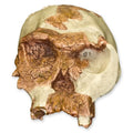 OH 24 Skull