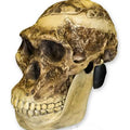 Mrs. Ples Skull + Jaw