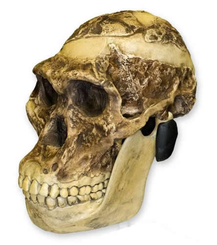 Mrs. Ples Skull + Jaw