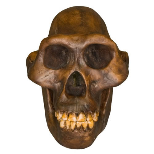 A. Afarensis (Male)