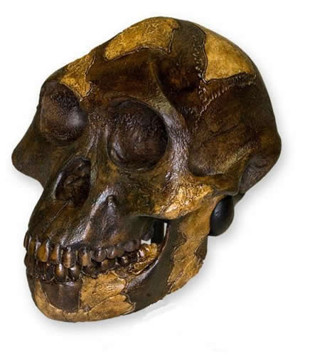 Lucy A. Afarensis