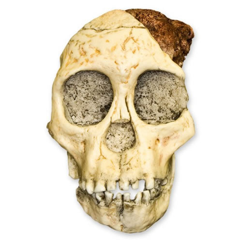 Taung Child