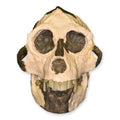 Aegyptopithecus