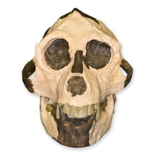 Aegyptopithecus