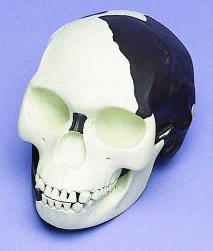 Skull Replica, Piltdown Man