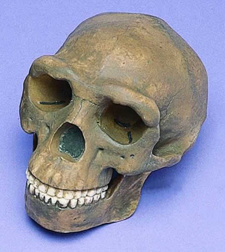 Skull Replica, Peking Man