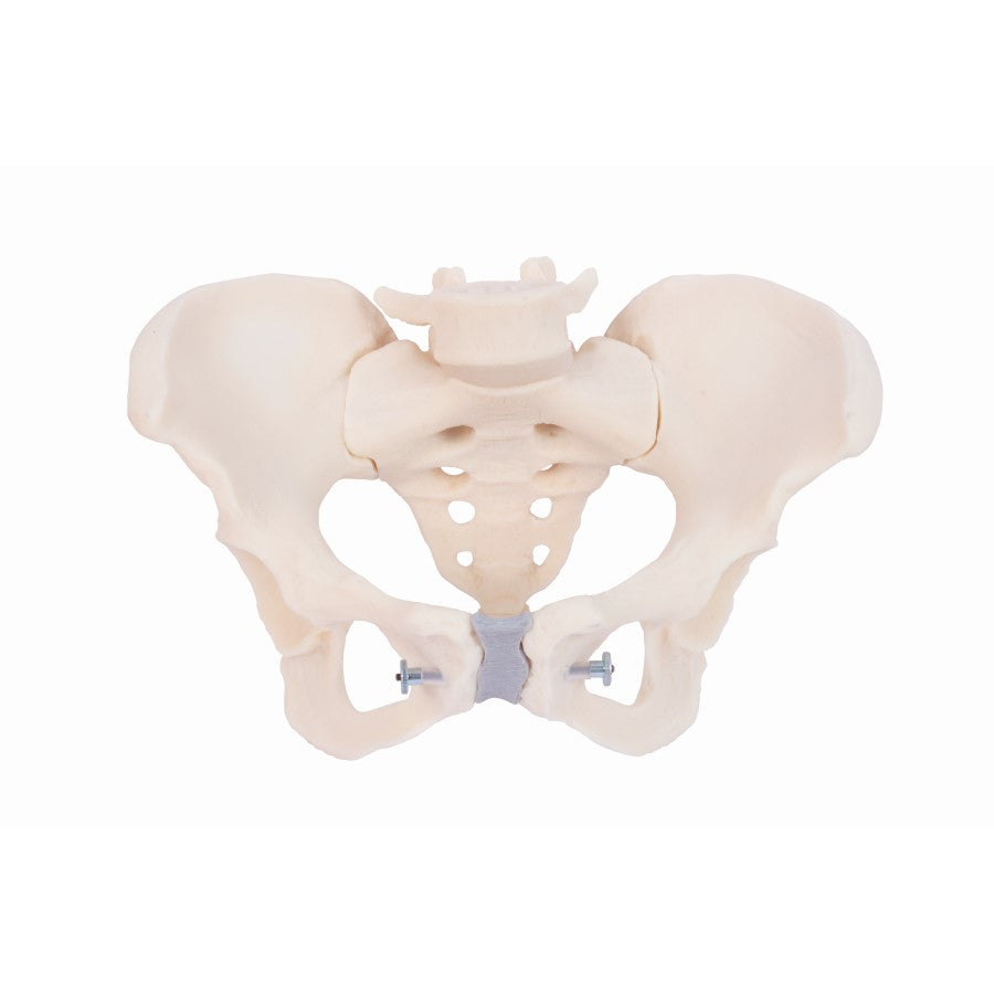 Articulated Pelvis,Female