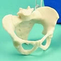 Miniature Pelvis