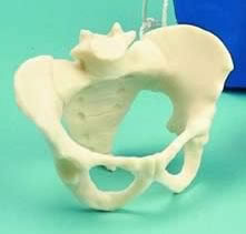 Miniature Pelvis
