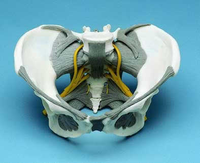 Female Pelvis With Nerves
