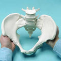 Flexible Pelvis,Female