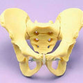 Juvenile Female Pelvis