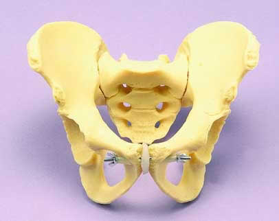 Juvenile Female Pelvis
