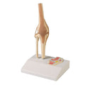 Knee Joint, 1/2 Life Size with Cross Section