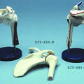 Shoulder Joint Ligamented