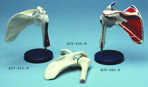 Shoulder Joint Movable