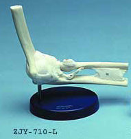 Elbow Joint Ligamented