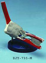 Elbow Joint Painted Ligamented