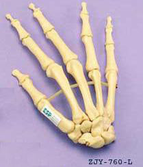 Hand Articulated