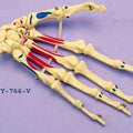 Hand Articulated Coloured