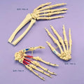 Hand Loosely Articulated On Elastic