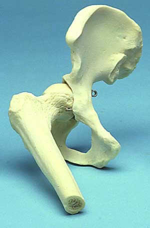Hip Joint Movable