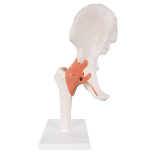 Hip Joint Flexible