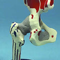 Hip Joint Painted Ligamented