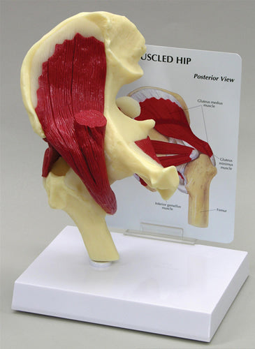 Muscled Hip - Budget Model