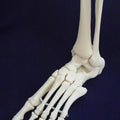 Ankle Joint Movable