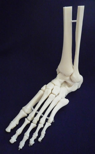 Ankle Joint Movable