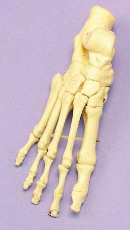 Foot Articulated