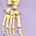 Foot Articulated Loosely